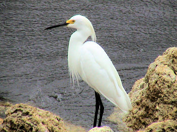 Bird at J.N. Ding Darling Wildlife Refuge on Sanibel Island