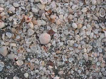 Shells on Beach at Sanibel Island